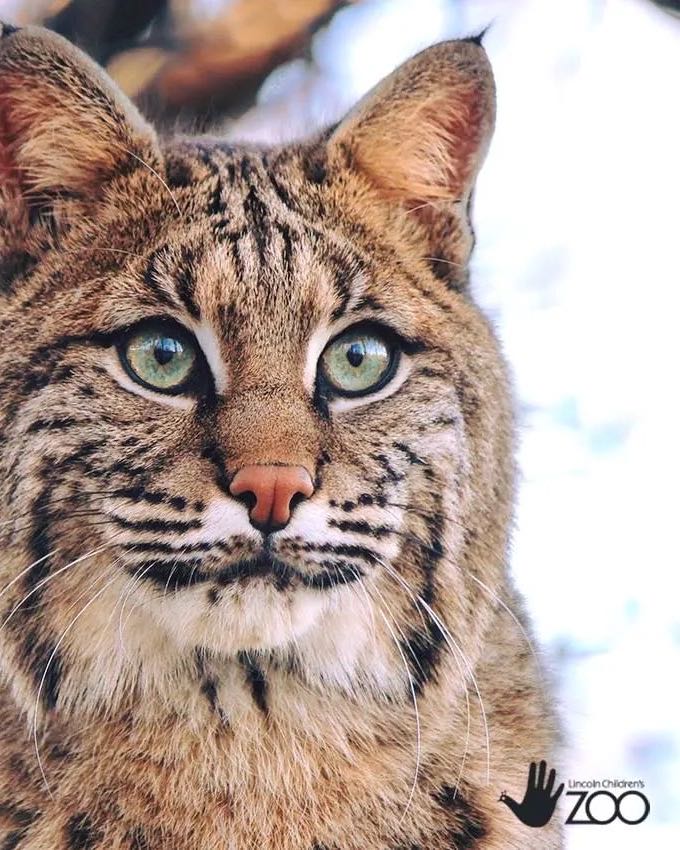 A bobcat at the Lincoln Children's Zoo